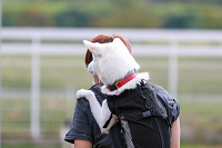 災害からペットを守る方法~まずは自分が生き残る~